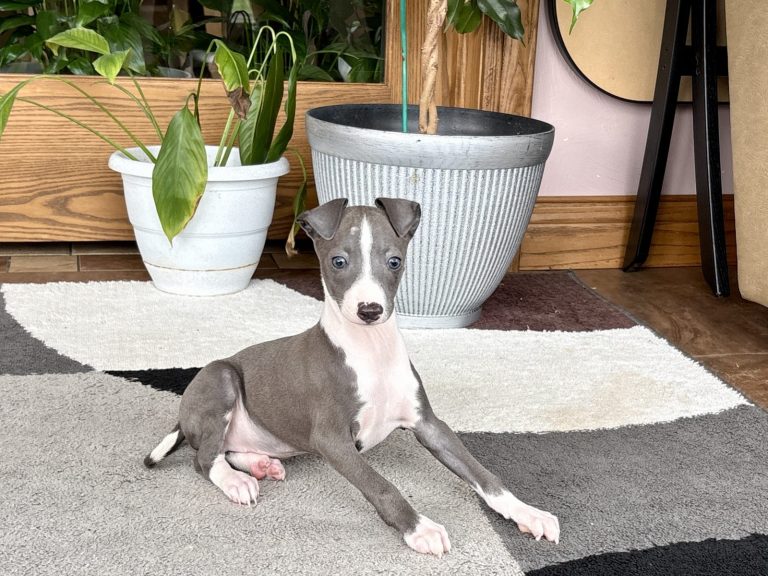 Grey and white Italian Greyhound puppy in a close-up portrait