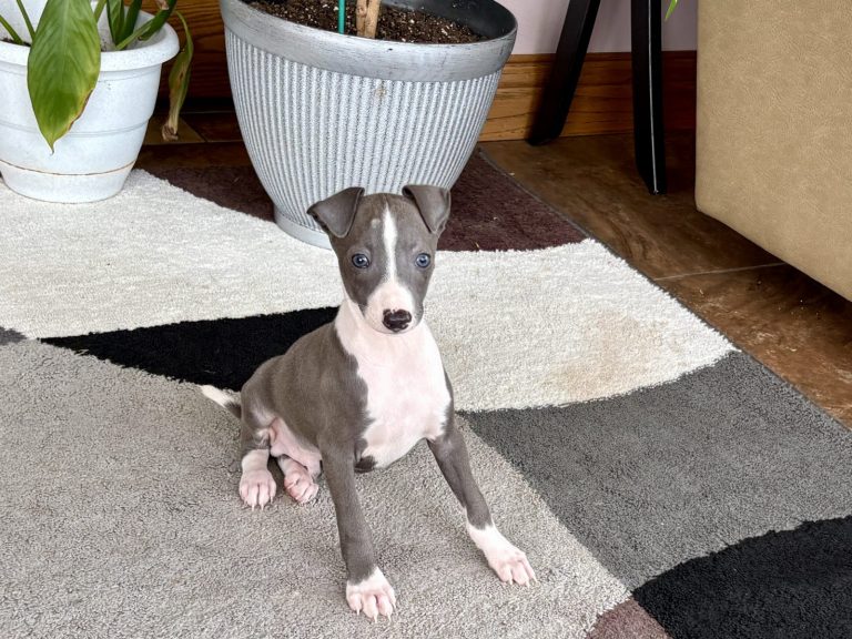 Italian Greyhound puppy with a grey coat and white face markings
