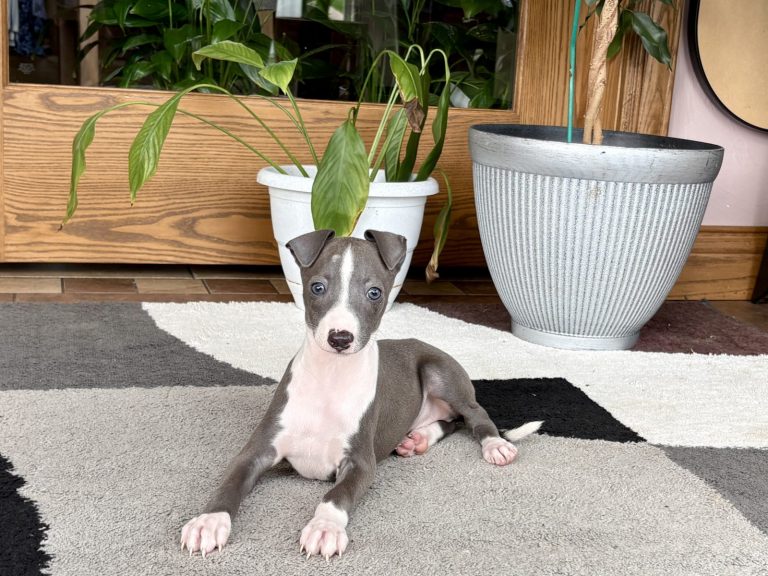 Grey and white Italian Greyhound puppy relaxing indoors