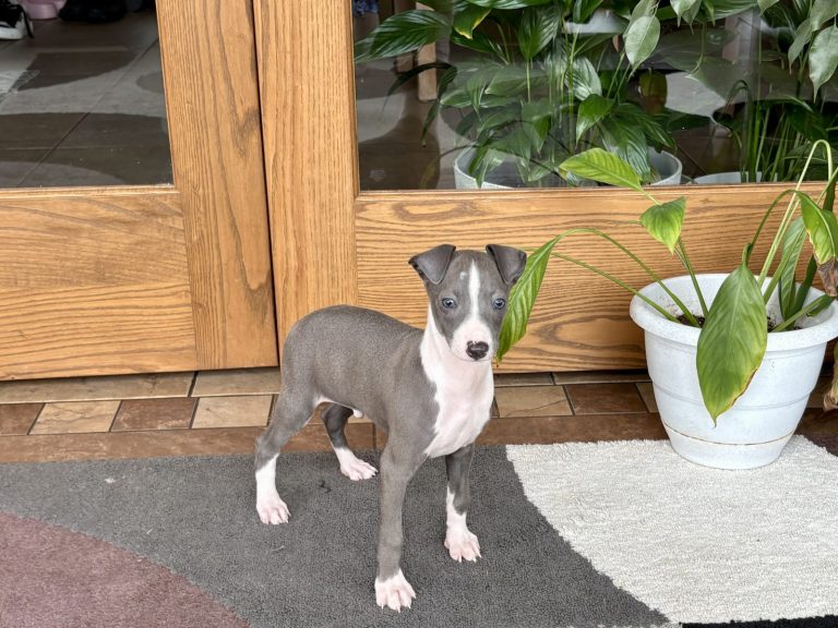 Young Italian Greyhound puppy with grey and white fur