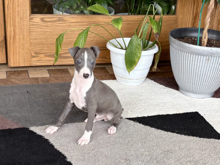 Grey and white Italian Greyhound puppy looking curious