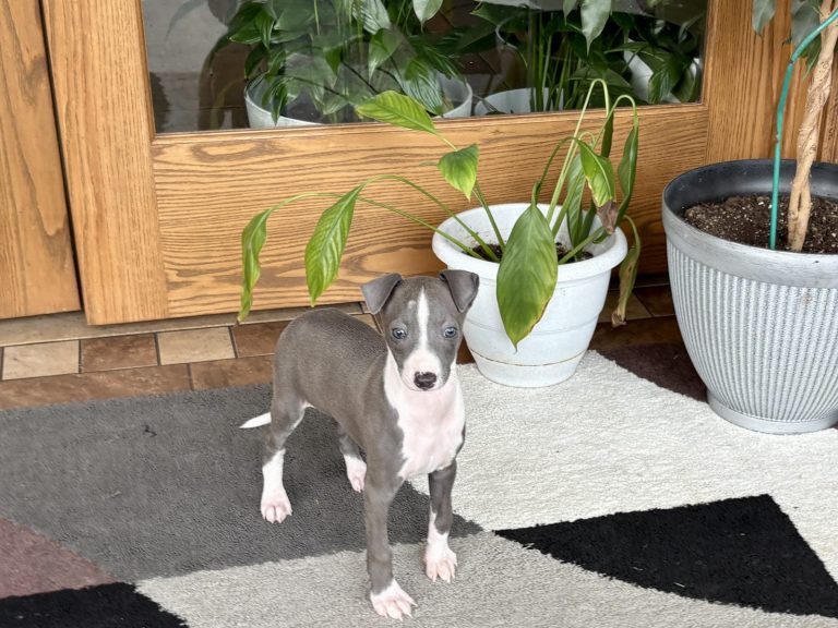 Adorable grey and white Italian Greyhound puppy posing indoors
