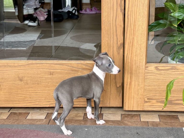 Cute grey and white Italian Greyhound puppy