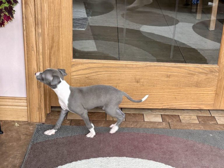 Grey and white Italian Greyhound puppy with slender build