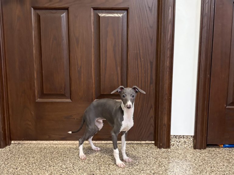 A small gray and white dog stands in front of wooden doors, looking curiously at the camera.