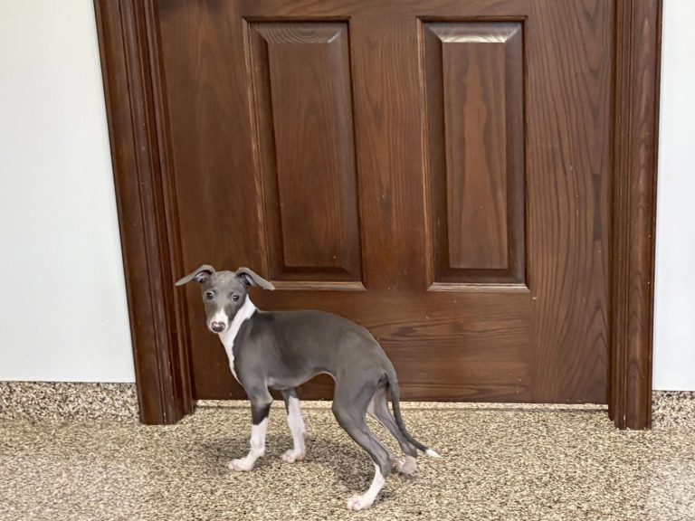 A gray and white puppy stands near a closed wooden door, looking back curiously.
