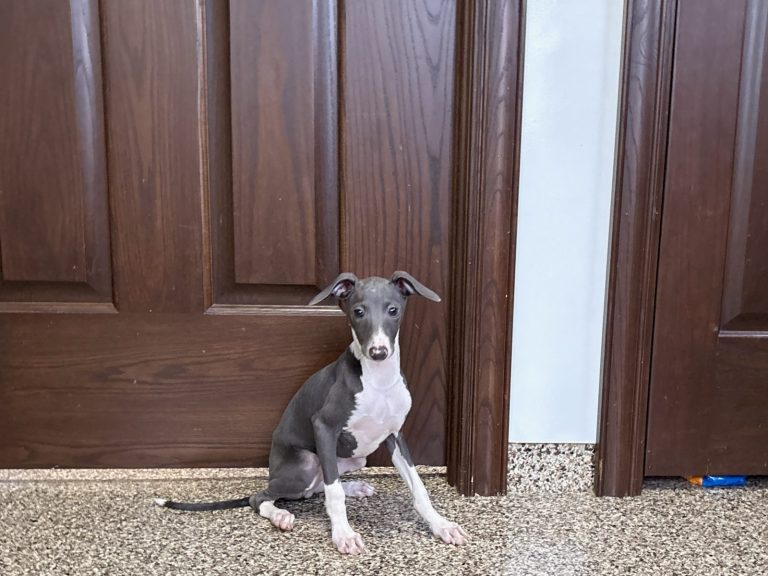 A small gray and white dog sits beside a wooden door, looking curiously at the camera.