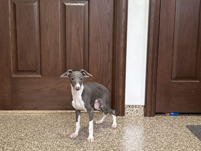 A small gray and white dog stands in front of wooden doors, looking curiously at the camera.