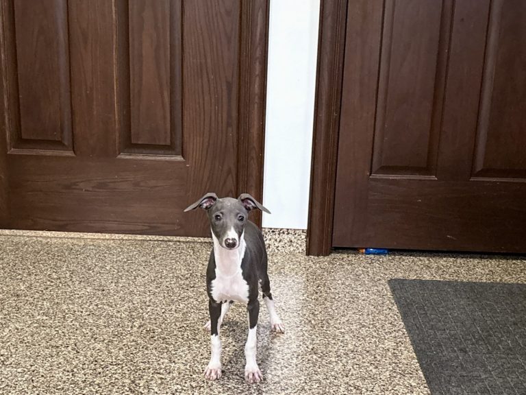 A small gray and white dog stands on a textured floor in front of two wooden doors.