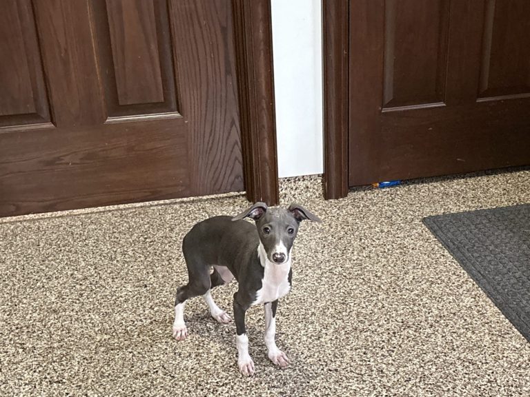A small gray and white dog stands on a textured floor near wooden doors, looking curiously at the camera.